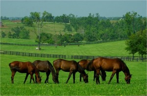 Horses, taking a break for their vitamins