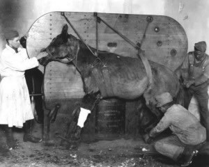 Getting a horse ready for surgery, WWI