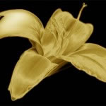Gilded lilly