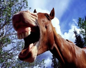 horse_teeth1