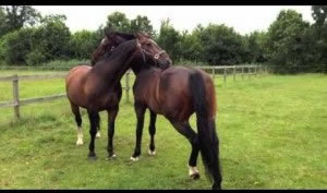 horses-scratching-each-other-300x225.jpg