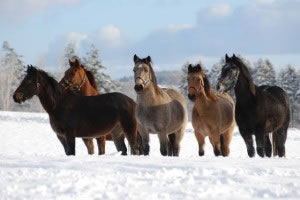 Horses, supporting each other in the snow, with the support of their hair coats, without the support of blankets