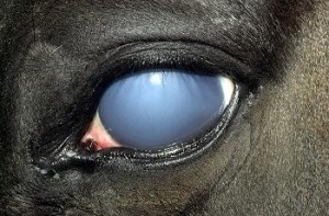 Blue eye means swollen cornea