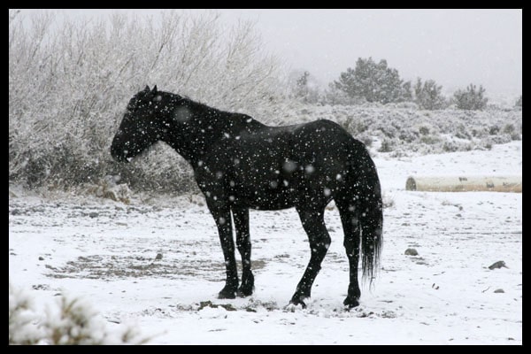 Horse-in-Snow.jpg