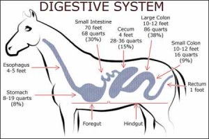 HorseDigestiveSystem