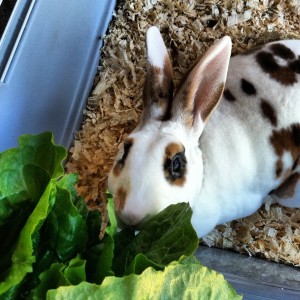 One of my rabbits, Rummy, fermenting her romaine