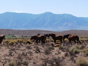 Wild horses - no shoes (or anything else)