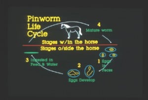 Pinworm.LifeCycle
