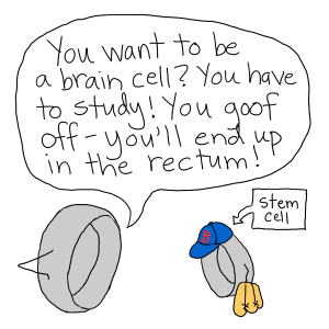 stemcell.cartoon.2