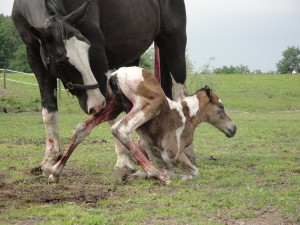 NewFoal