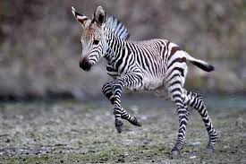 Zebra-foal.jpg