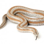 Rosy Boa