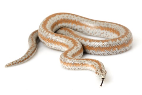 rosy-boa-for-sale-1.jpg