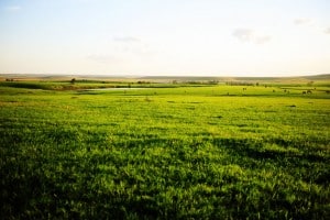 Fatty acids, as far as the eye can see