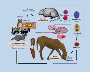 EPM Life cycle