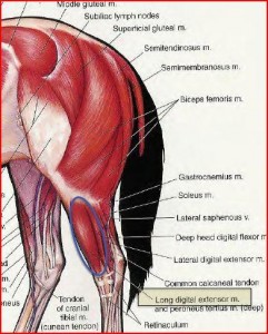 Horse Hind Muscles