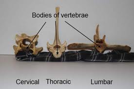 Horse vertebrae
