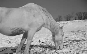 winter-horse-hero