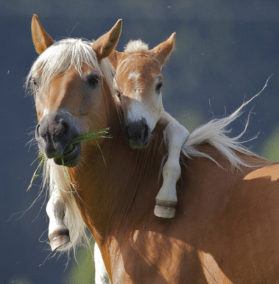 Mare-and-foal.Cute-pic.png
