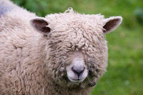 wool-in-eyes-horiz-flip.jpg