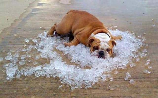 overheated-bulldog.jpg