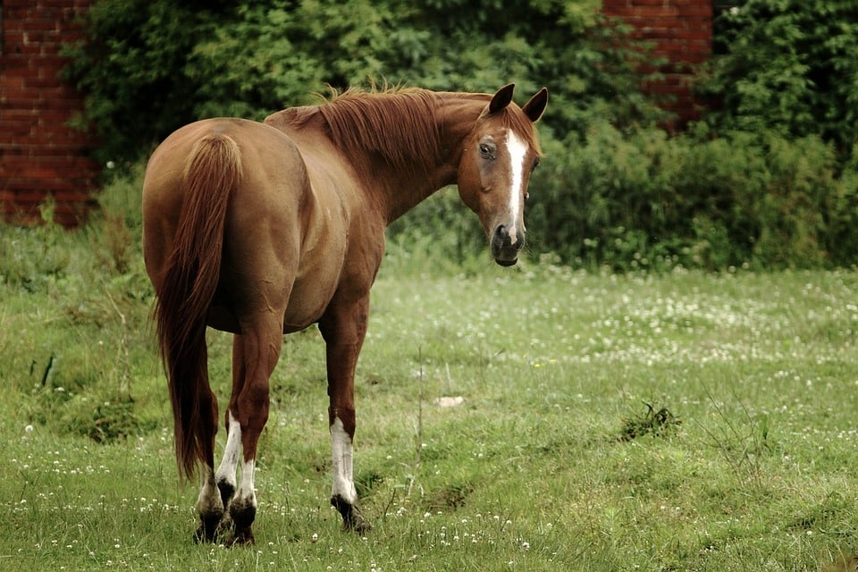horse-in-pasture.2.jpg