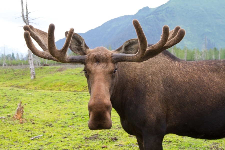 Moose.2.jpg