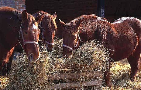 horses_eating_hay.jpg