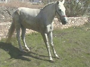 Laminitis.3.jpg