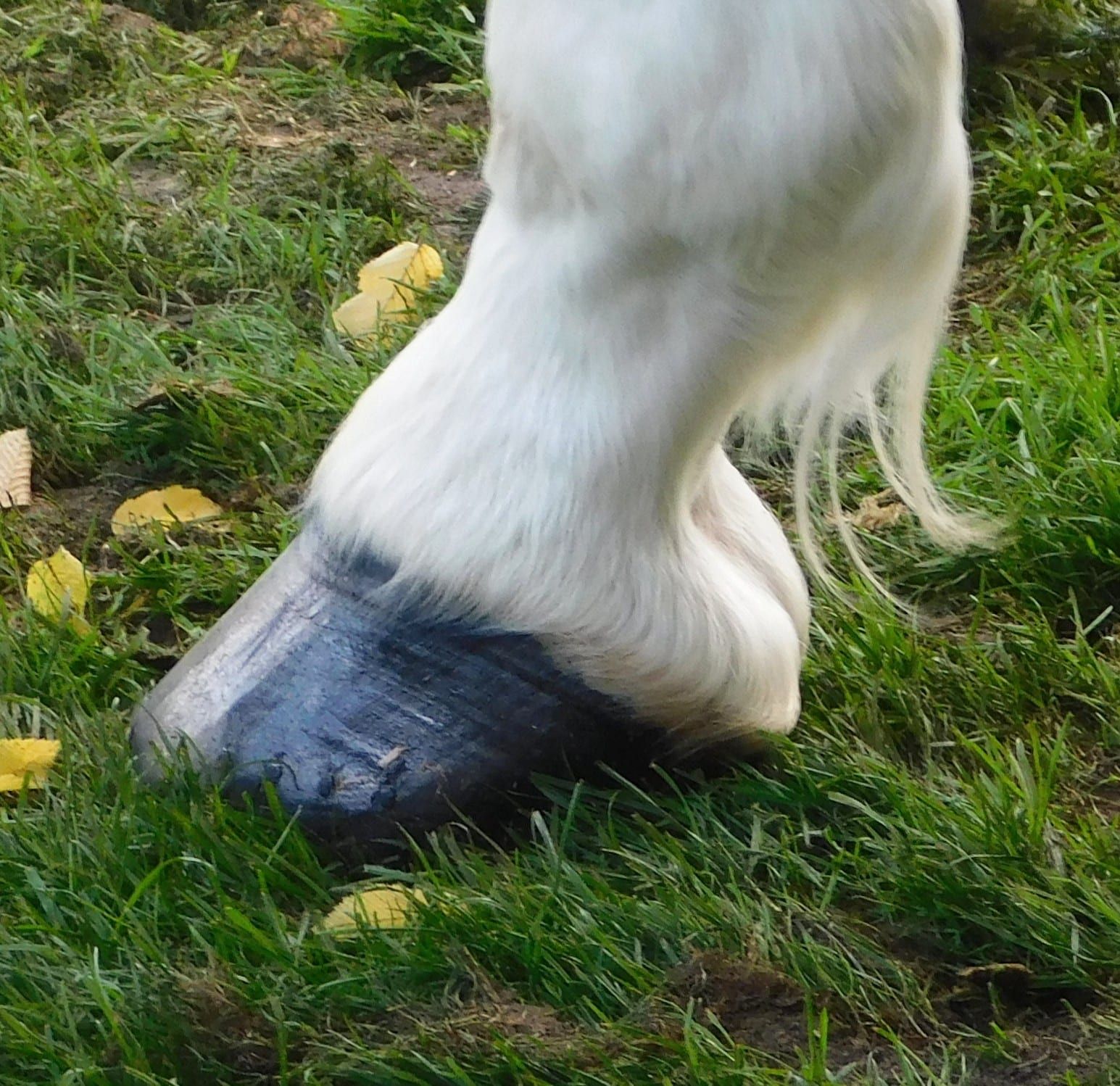 Pastern.jpg