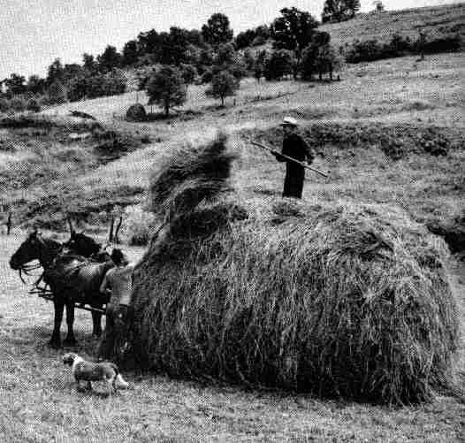 hay1.jpg